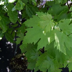 Vitis 'Brant' (O/B) 60-80 cm